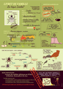 Tiques et maladie de Lyme